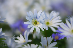 Blauwe anemoon