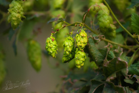 Hop