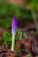 Krokus
