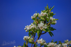 Prunus