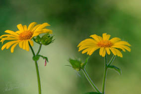 Hartbladzonnebloem