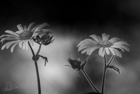 Hartbladzonnebloem