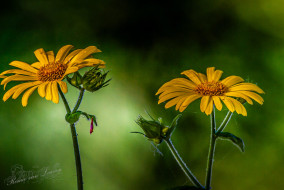 Hartbladzonnebloem