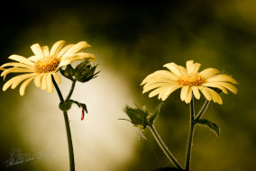 Hartbladzonnebloem