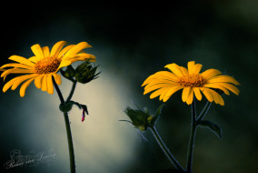 Hartbladzonnebloem