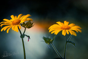 Hartbladzonnebloem