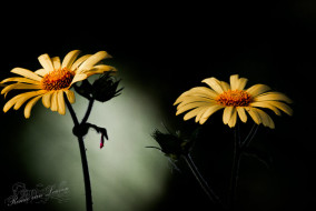 Hartbladzonnebloem