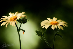 Hartbladzonnebloem