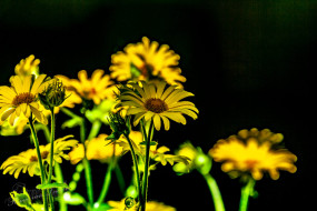Hartbladzonnebloem