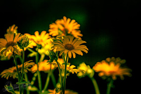 Hartbladzonnebloem
