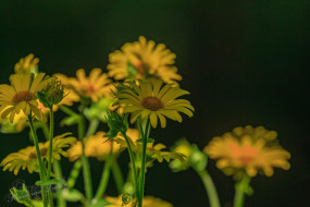 Hartbladzonnebloem