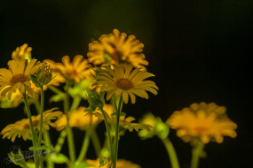 Hartbladzonnebloem