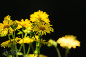 Hartbladzonnebloem