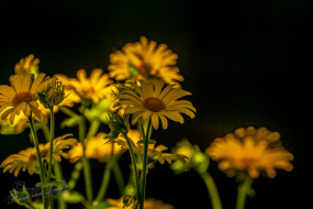 Hartbladzonnebloem