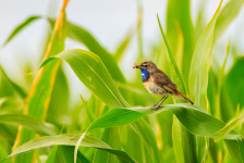 Blauwborst