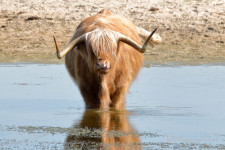 Schotse hooglander
