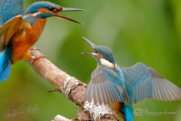 IJsvogel