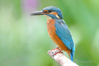 IJsvogel