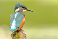 IJsvogel