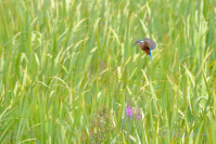 IJsvogel