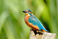 IJsvogel