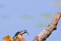 IJsvogel
