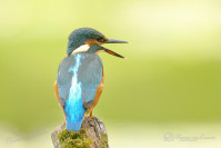 IJsvogel