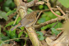 Roodborst