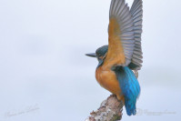 IJsvogel