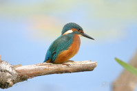 IJsvogel