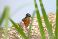 IJsvogel