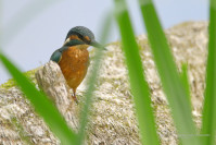 IJsvogel