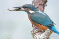 IJsvogel