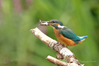 IJsvogel