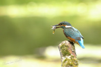 IJsvogel