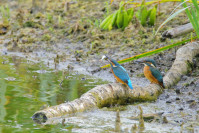 IJsvogel