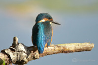 IJsvogel