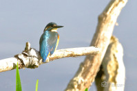 IJsvogel