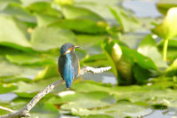 IJsvogel