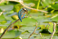 IJsvogel