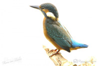 IJsvogel