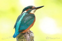 IJsvogel