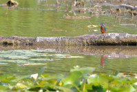 IJsvogel