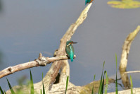 IJsvogel