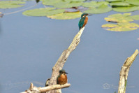 IJsvogel