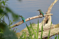 IJsvogel