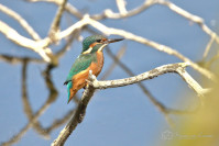 IJsvogel