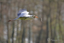 Blauwe reiger