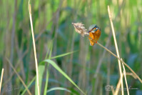 IJsvogel