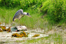 Blauwe reiger